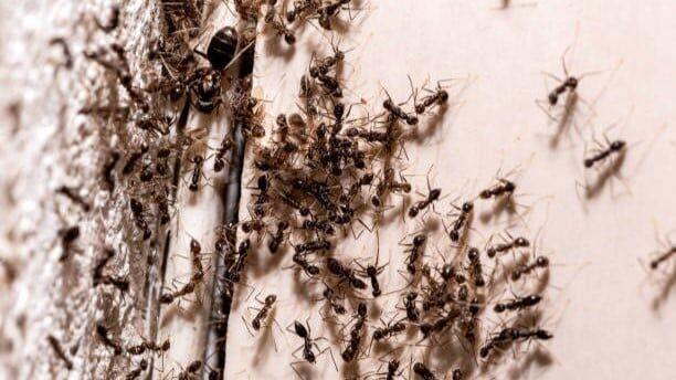 4 Easy Tricks To Get Rid Of Ants From Your Home